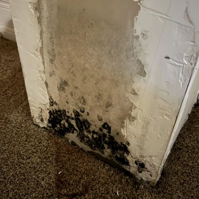 Professional Mold Removal in Fullerton, CA